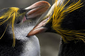 South Pacific: Ocean of Islands