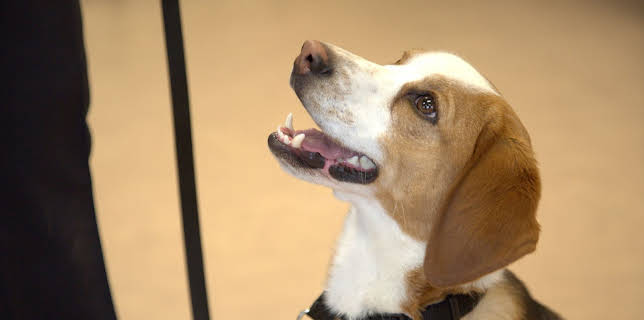 11:10: Schmugglern auf der Spur | ProSieben Maxx | 2/17 2026