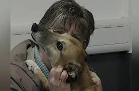 Animal ER: Equine Nightmare