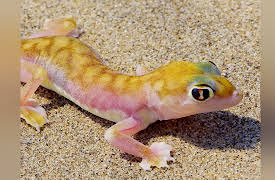 Extreme Africa: The Southern Drylands