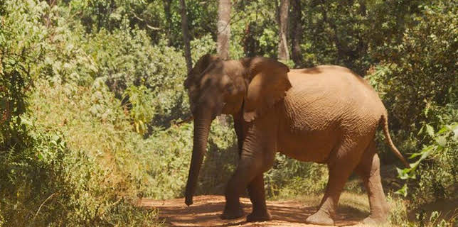 11:50: Abenteuer Wildnis | BR Fernsehen | 1/2 2026