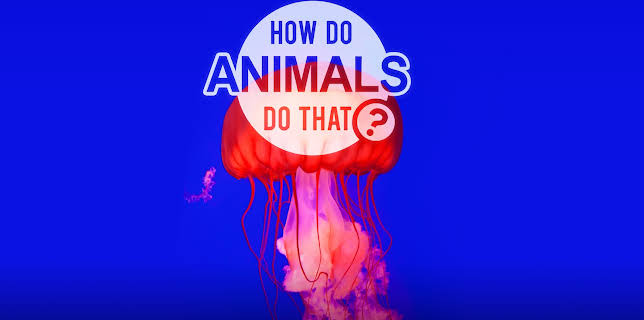 19:00: Dyrenes utrolige evner (S1 E23) (S1) | Animal Planet | 11/22 2025