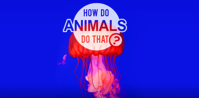How Do Animals Do That?