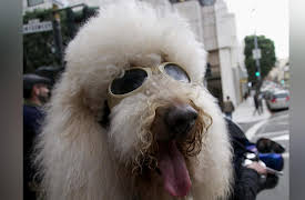 Dogs: The Untold Story: Survival of the Friendliest