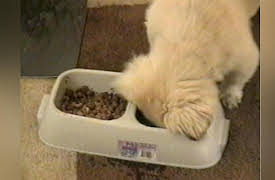 Life's Funniest Moments: Hamster Wheel