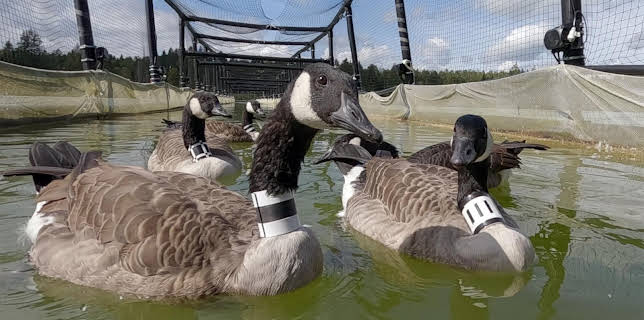 11:50: Abenteuer Wildnis | BR Fernsehen | 3/6 2026