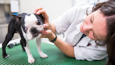 09:25: Life at Vet University (S1 E4) (S1) | Animal Planet | 9/19 2026