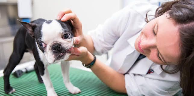 08:30: Life at Vet University (S1 E4) (S1) | Animal Planet | 11/23 2025