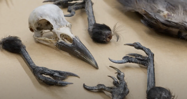 17:30: Grensevakten (S17 E2) (S17) | MAX | 4/7 2026