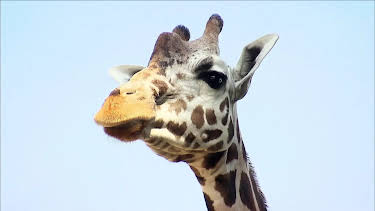 17:10: Seehund, Puma & Co. (133) | Radio Bremen | 4/1 2026