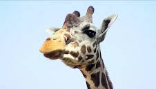 Seehund, Puma & Co. (133)