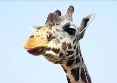 Seehund, Puma & Co. (133)