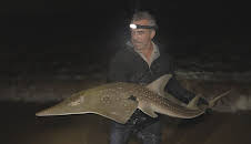 Giganten unter Wasser - Riesenfischen auf der Spur