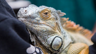 11:15: Dyrlegen i Rocky Mountain (S4 E15) (S4) | Animal Planet | 5/2 2026