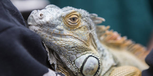 18:00: Dyrlegen i Rocky Mountain (S4 E15) (S4) | Animal Planet | 2/6 2026