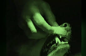 Beasts of the Bayou Season 1: Swamp Werewolf