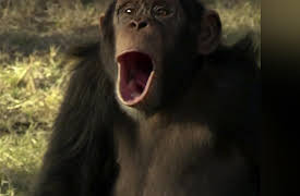 Escape to Chimp Eden Season 1: -4