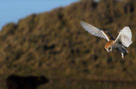 World of the Wild: Masters of the Sky