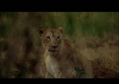 Cazar para conservar: Leones, el gran reto