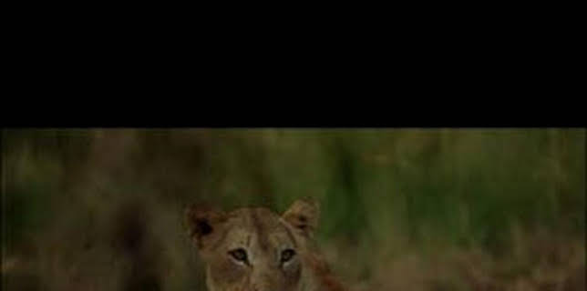 07:35: Cazar para conservar: Leones, el gran reto | Caza y Pesca | 12/13 2025