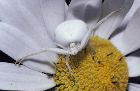 Attenborough: Life in the Undergrowth: Intimate Relations