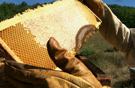 French delicatessen: Honey from provence