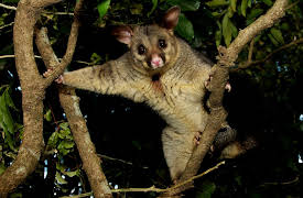 South Pacific: Strange Islands