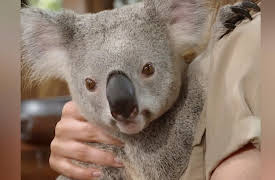 Wild Times: Koala Koala Koala