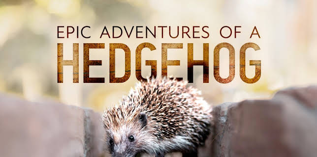 Epic Adventure Of A Hedgehog (2024)