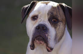 Cat vs. Dog Season 1: My Dog Is Stuck Outside!