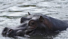Animal Park (6)