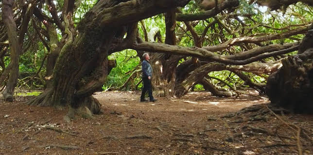 20:05: Alle gode ting er tre: Gamle tre | NRK 1 | 12/7 2025