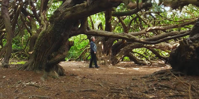 Alle gode ting er tre