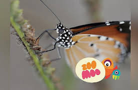 Animal All Stars: Fussy Eaters