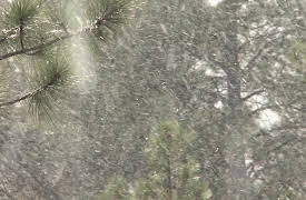 Sasquatch Mountain Man: Montana Elk