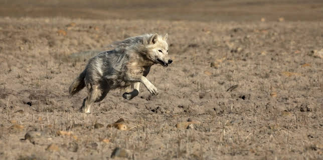 10:00 PM: Kingdom Of The White Wolf | Nat Geo Wild | 10/26 2025