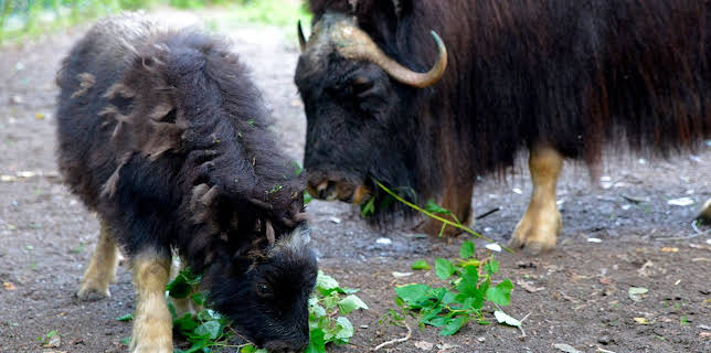 03:00: Zoobabies (24) | RBB Fernsehen | 1/12 2026