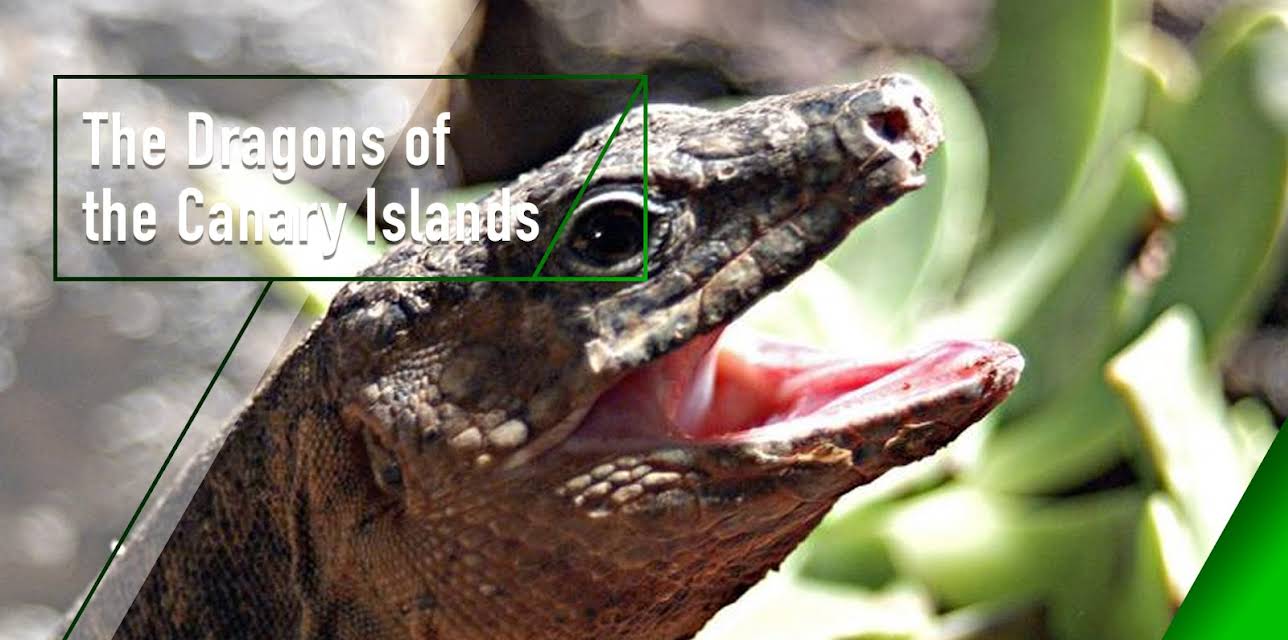 The Dragons of the Canary Islands (2003)