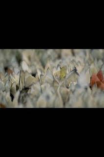 11:50: Wild Vietnam: El misterioso norte: la tierra de los bosques montañosos | Nat Geo Wild | 4/3 2026