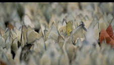 Wild Vietnam: El misterioso norte: la tierra de los bosques montañosos