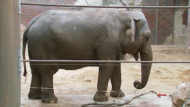 14:25: Elefant, Tiger & Co. | MDR Fernsehen | 4/22 2026