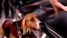 Grensevakten (S9 E11)