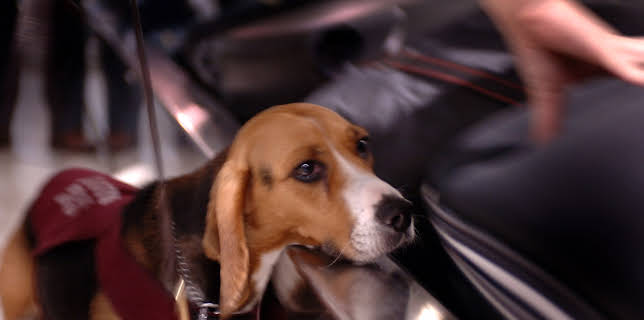 19:25: Grensevakten (S9 E9) (S9) | MAX | 12/18 2025