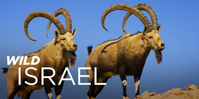 Wild Israel
