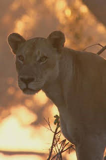 20:50: Especial animales letales de África: Contienda en la orilla | Nat Geo Wild | 2/21 2026