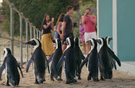 Penguin Town: Helgfirarna