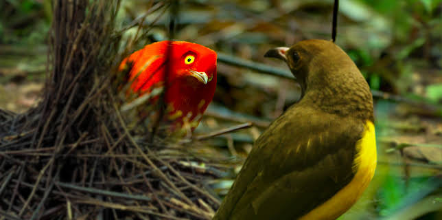 Bailando con los pájaros (2019)