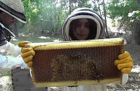 Molly of Denali: Awesome Info Kids, Season 1: Beekeeping