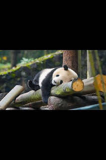 06:00: Escuela de pandas: El estilo panda | Nat Geo Wild | 10/13 2026