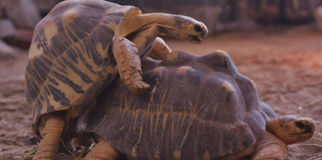 13:50: Neues aus dem Münchner Tierpark Hellabrunn | WDR Fernsehen | 3/11 2026